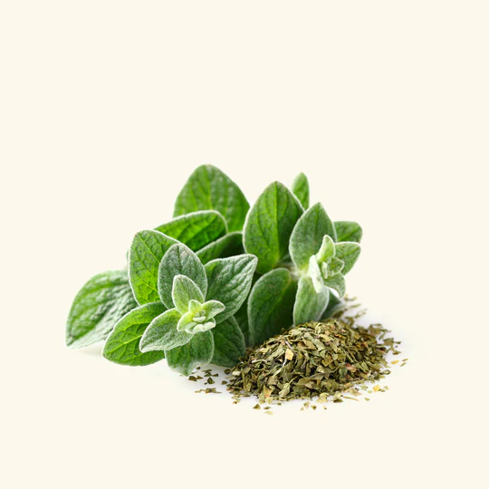 Oregano Leaves